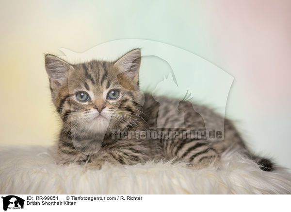 Britisch Kurzhaar Ktzchen / British Shorthair Kitten / RR-99851