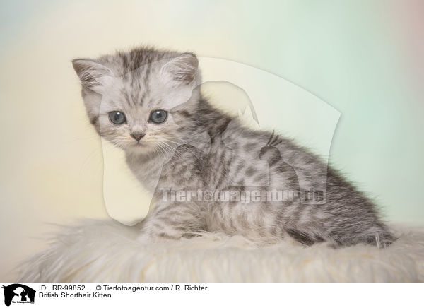 Britisch Kurzhaar Ktzchen / British Shorthair Kitten / RR-99852