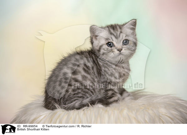 Britisch Kurzhaar Ktzchen / British Shorthair Kitten / RR-99854