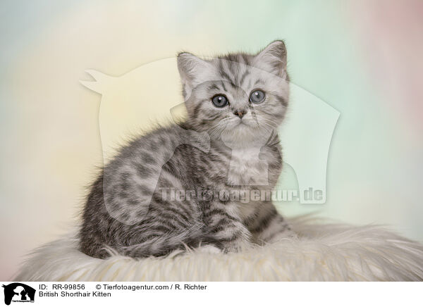 Britisch Kurzhaar Ktzchen / British Shorthair Kitten / RR-99856