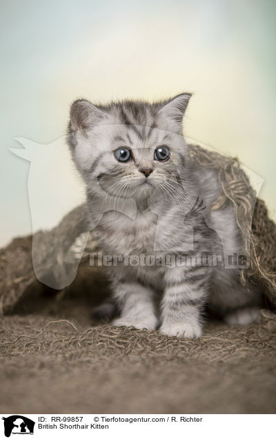 Britisch Kurzhaar Ktzchen / British Shorthair Kitten / RR-99857