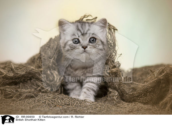 Britisch Kurzhaar Ktzchen / British Shorthair Kitten / RR-99859