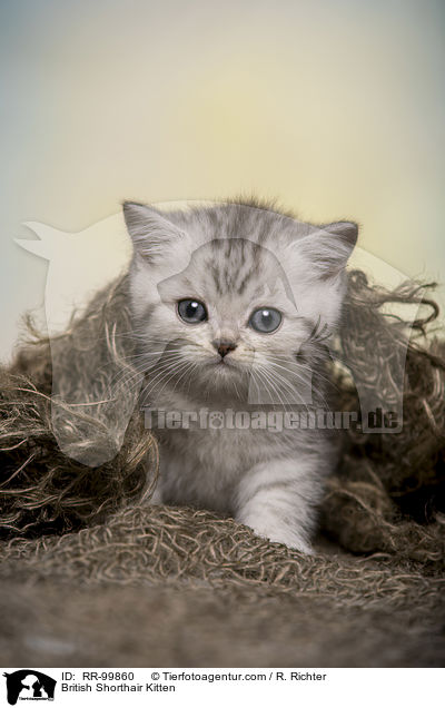 Britisch Kurzhaar Ktzchen / British Shorthair Kitten / RR-99860