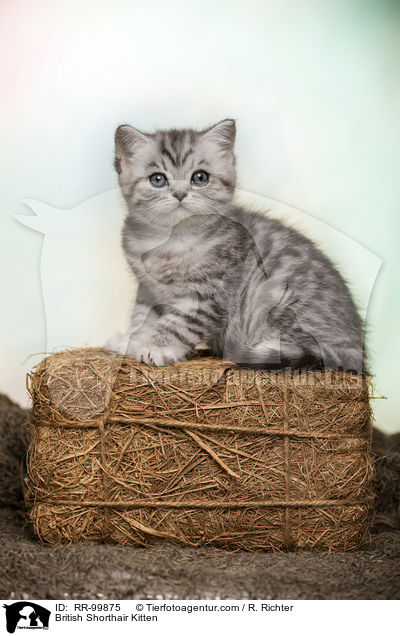 Britisch Kurzhaar Ktzchen / British Shorthair Kitten / RR-99875