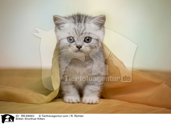 Britisch Kurzhaar Ktzchen / British Shorthair Kitten / RR-99883