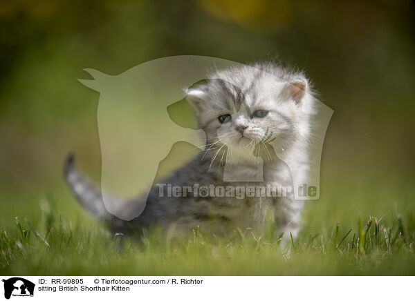sitzendes Britisch Kurzhaar Ktzchen / sitting British Shorthair Kitten / RR-99895