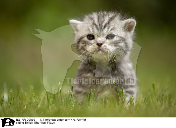 sitzendes Britisch Kurzhaar Ktzchen / sitting British Shorthair Kitten / RR-99896