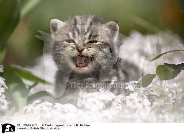 maunzendes Britisch Kurzhaar Ktzchen / meowing British Shorthair kitten / RR-99901