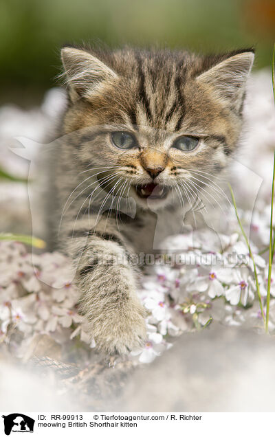 maunzendes Britisch Kurzhaar Ktzchen / meowing British Shorthair kitten / RR-99913