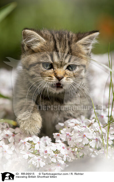 maunzendes Britisch Kurzhaar Ktzchen / meowing British Shorthair kitten / RR-99915