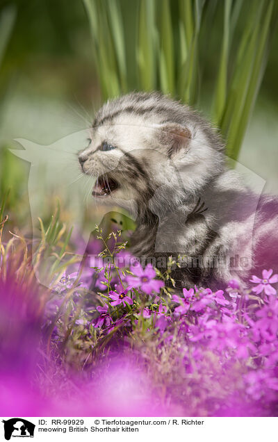 maunzendes Britisch Kurzhaar Ktzchen / meowing British Shorthair kitten / RR-99929