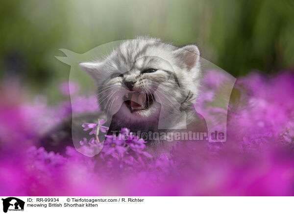 maunzendes Britisch Kurzhaar Ktzchen / meowing British Shorthair kitten / RR-99934
