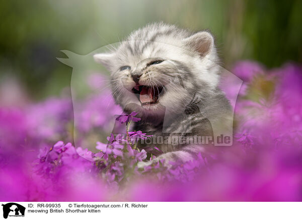 maunzendes Britisch Kurzhaar Ktzchen / meowing British Shorthair kitten / RR-99935