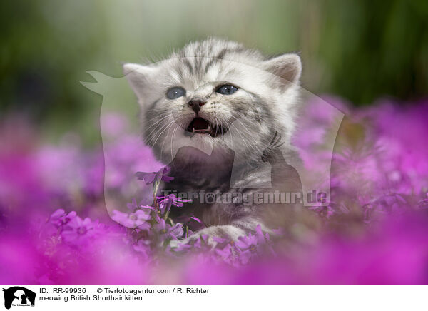 maunzendes Britisch Kurzhaar Ktzchen / meowing British Shorthair kitten / RR-99936