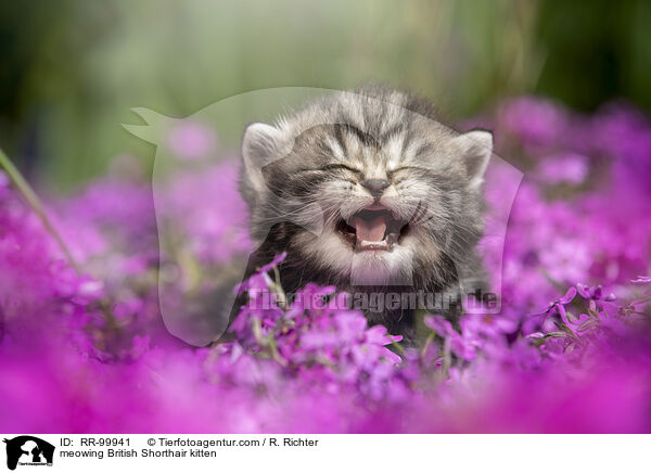 maunzendes Britisch Kurzhaar Ktzchen / meowing British Shorthair kitten / RR-99941