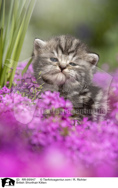 Britisch Kurzhaar Ktzchen / British Shorthair Kitten / RR-99947