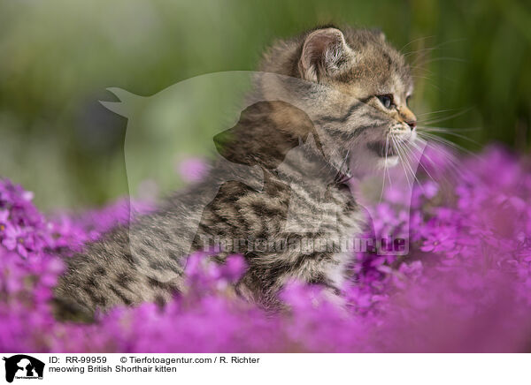 maunzendes Britisch Kurzhaar Ktzchen / meowing British Shorthair kitten / RR-99959