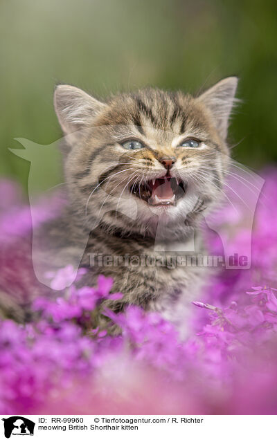 maunzendes Britisch Kurzhaar Ktzchen / meowing British Shorthair kitten / RR-99960