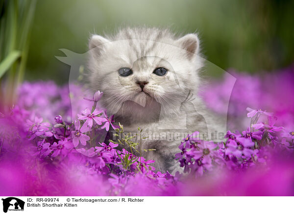 Britisch Kurzhaar Ktzchen / British Shorthair Kitten / RR-99974