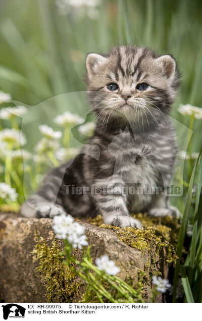 sitzendes Britisch Kurzhaar Ktzchen / sitting British Shorthair Kitten / RR-99975