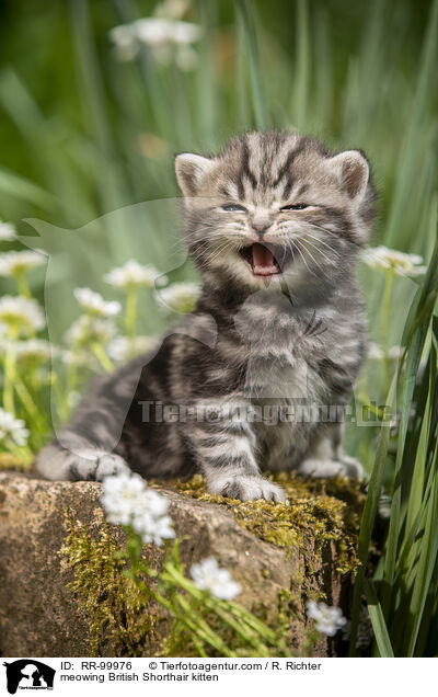 maunzendes Britisch Kurzhaar Ktzchen / meowing British Shorthair kitten / RR-99976