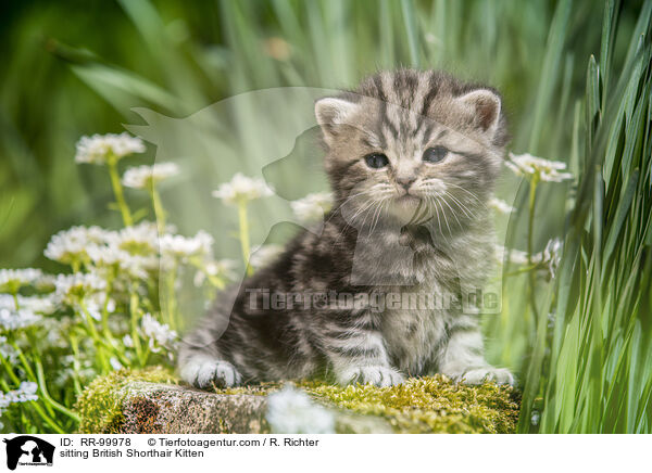 sitzendes Britisch Kurzhaar Ktzchen / sitting British Shorthair Kitten / RR-99978