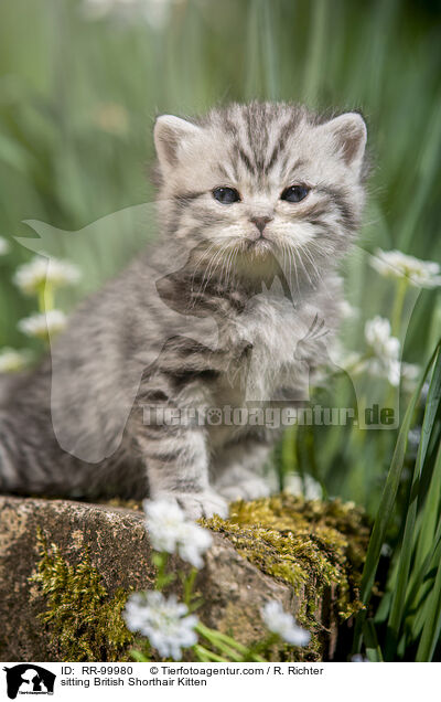 sitzendes Britisch Kurzhaar Ktzchen / sitting British Shorthair Kitten / RR-99980