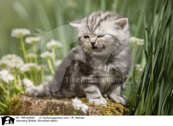 maunzendes Britisch Kurzhaar Ktzchen / meowing British Shorthair kitten / RR-99985