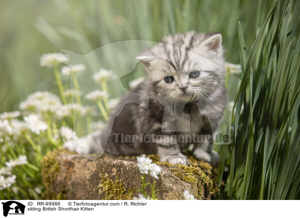 sitzendes Britisch Kurzhaar Ktzchen / sitting British Shorthair Kitten / RR-99986