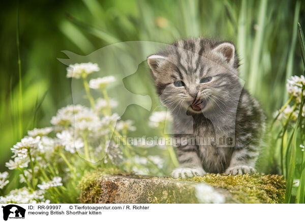 maunzendes Britisch Kurzhaar Ktzchen / meowing British Shorthair kitten / RR-99997