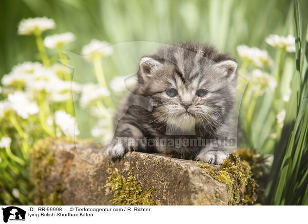 liegendes Britisch Kurzhaar Ktzchen / lying British Shorthair Kitten / RR-99998