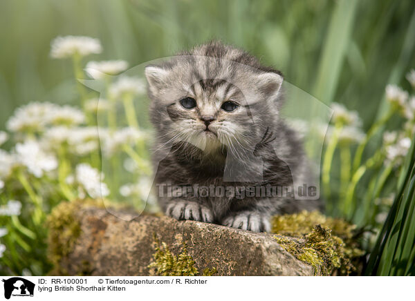 liegendes Britisch Kurzhaar Ktzchen / lying British Shorthair Kitten / RR-100001