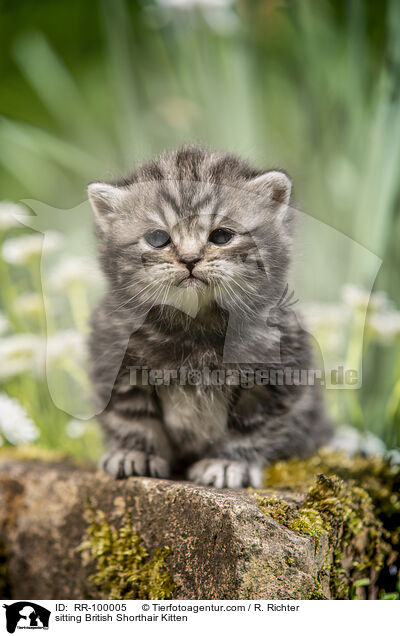 sitzendes Britisch Kurzhaar Ktzchen / sitting British Shorthair Kitten / RR-100005