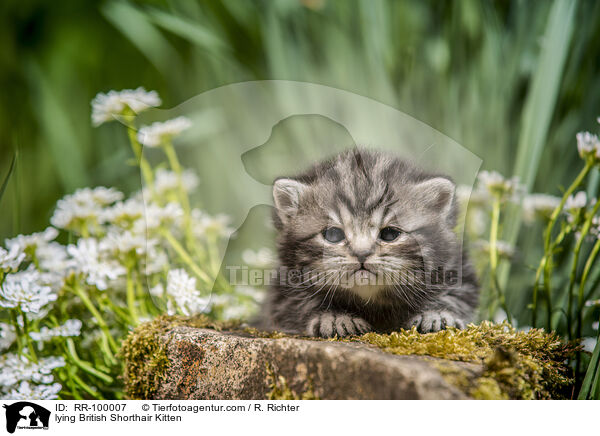 liegendes Britisch Kurzhaar Ktzchen / lying British Shorthair Kitten / RR-100007