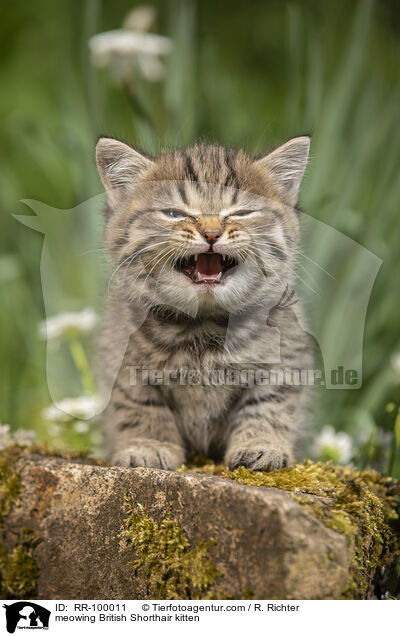 maunzendes Britisch Kurzhaar Ktzchen / meowing British Shorthair kitten / RR-100011