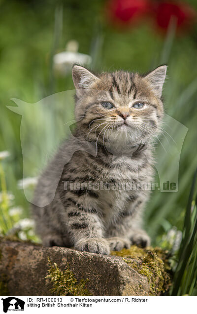 sitzendes Britisch Kurzhaar Ktzchen / sitting British Shorthair Kitten / RR-100013