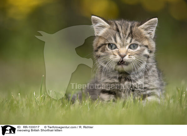maunzendes Britisch Kurzhaar Ktzchen / meowing British Shorthair kitten / RR-100017