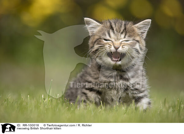 maunzendes Britisch Kurzhaar Ktzchen / meowing British Shorthair kitten / RR-100018