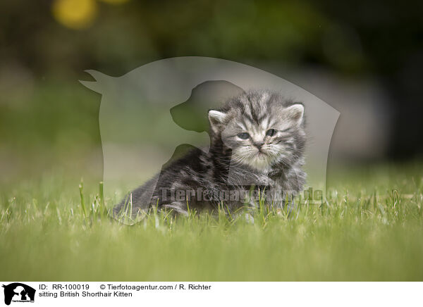 sitzendes Britisch Kurzhaar Ktzchen / sitting British Shorthair Kitten / RR-100019