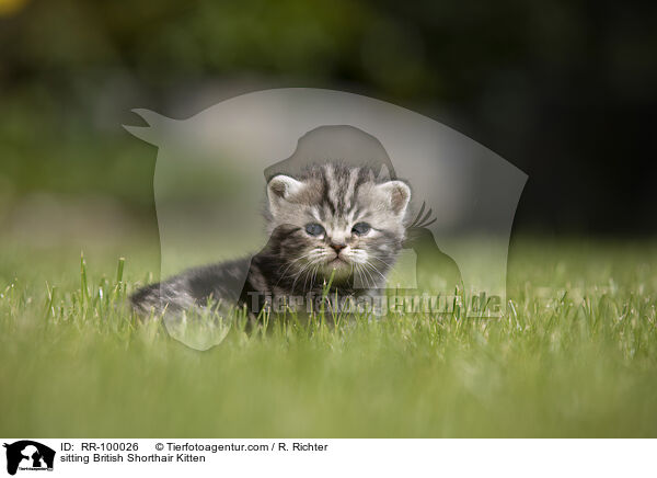 sitzendes Britisch Kurzhaar Ktzchen / sitting British Shorthair Kitten / RR-100026