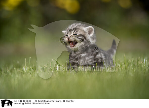 maunzendes Britisch Kurzhaar Ktzchen / meowing British Shorthair kitten / RR-100030