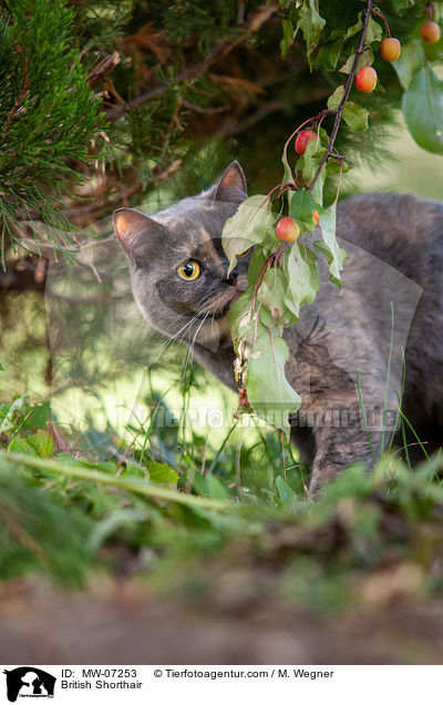 Britisch Kurzhaar / British Shorthair / MW-07253