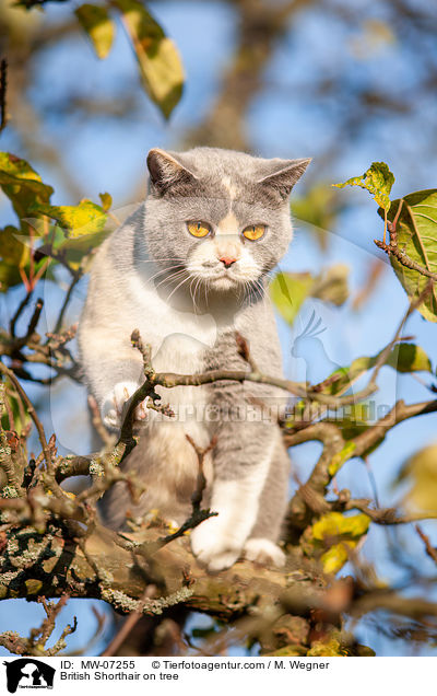 British Shorthair on tree / MW-07255