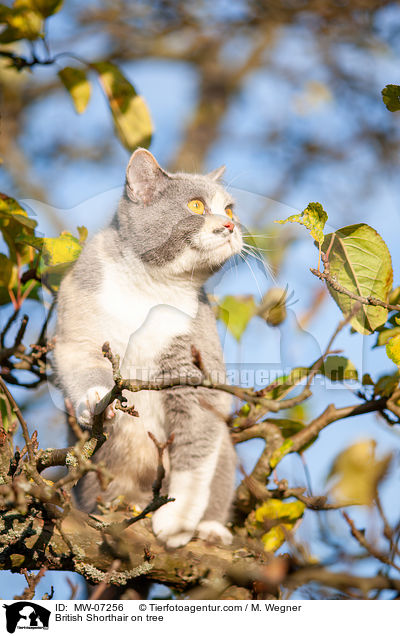 British Shorthair on tree / MW-07256