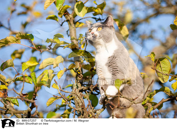 British Shorthair on tree / MW-07257