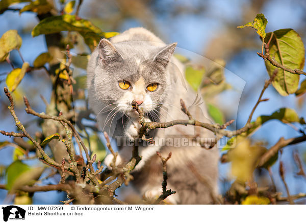 British Shorthair on tree / MW-07259