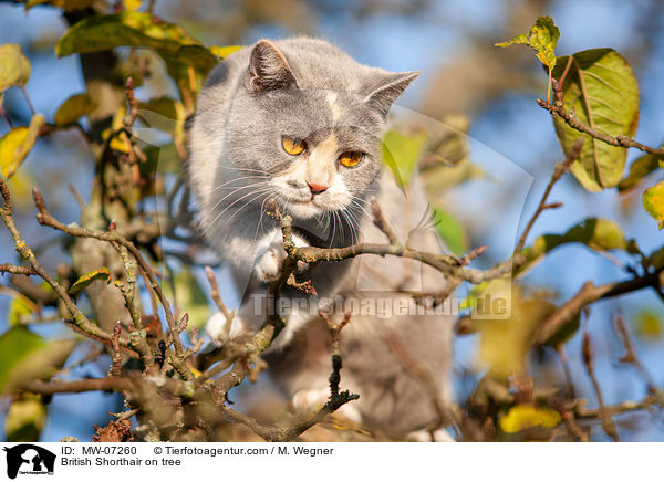 British Shorthair on tree / MW-07260