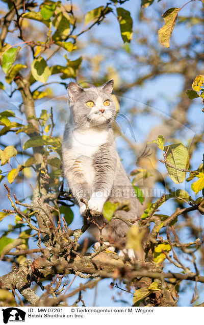 British Shorthair on tree / MW-07261