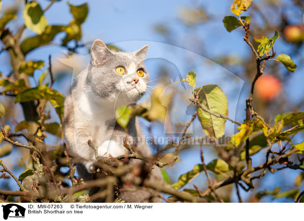 British Shorthair on tree / MW-07263