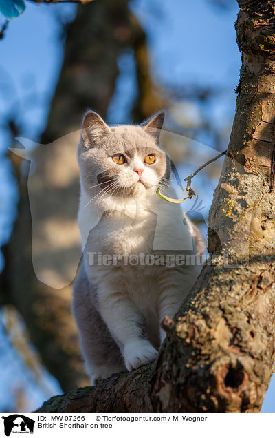 British Shorthair on tree / MW-07266